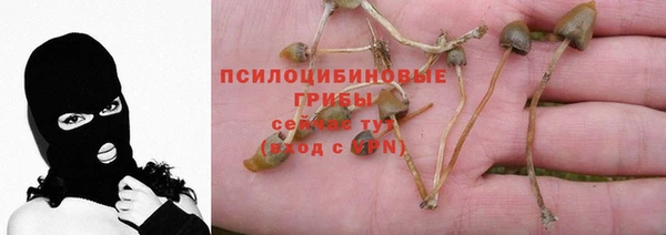 PSILOCYBIN Переславль-Залесский