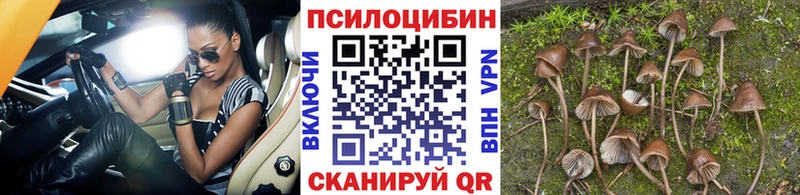 Купить где  Евпатория  Псилоцибиновые грибы Psilocybine cubensis 